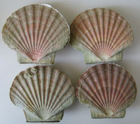 Pecten maximus SET 4 kusy